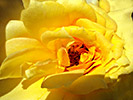 Yellow Rose 9
