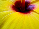 Yellow Hibiscus 4