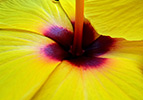 Yellow Hibiscus 1