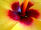 Yellow Hibiscus 14