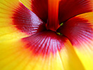 Yellow Hibiscus 18