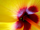 Yellow Hibiscus 11