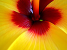 Yellow Hibiscus 12